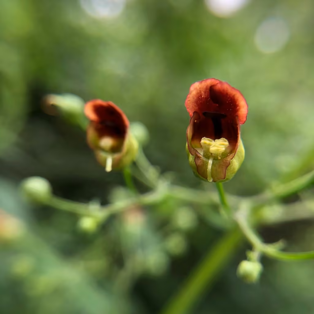 Maryland figwort