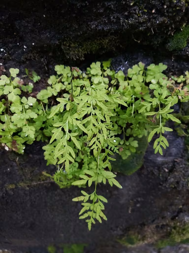 Cryptogramme de Steller, photo 2 sur 5