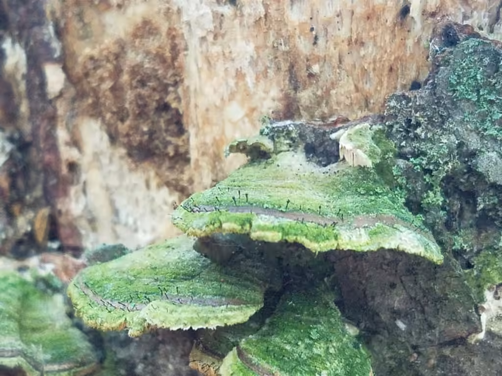Phaeocalicium lichen, photo 3 of 5