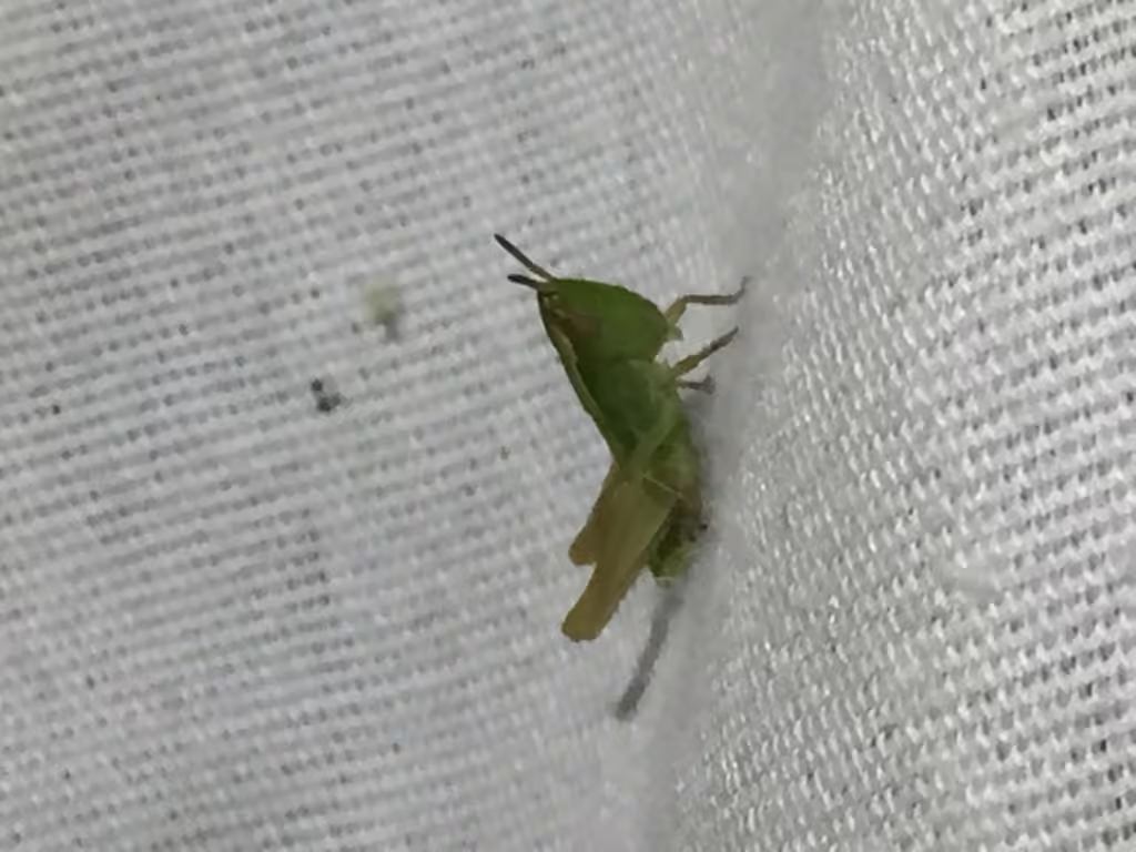 Criquet tacheté, Nymphe