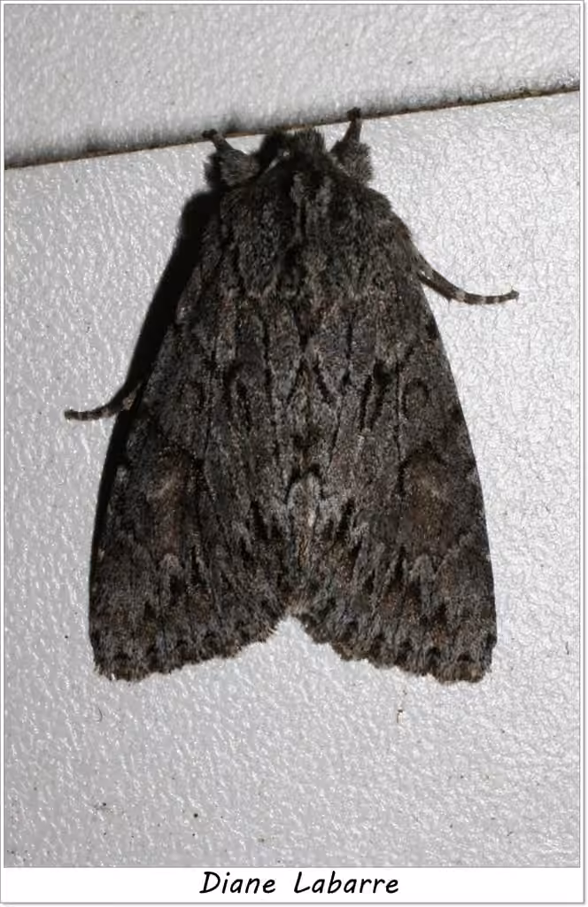Canadian Giant Moth, Adulte