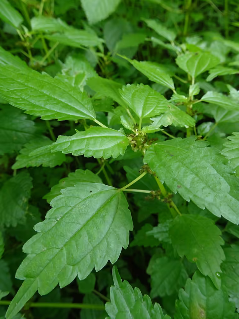 Piléa des fontaines, En fleurs