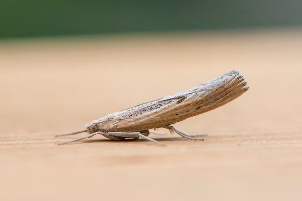 Sod Webworm Moth, photo 1 of 5