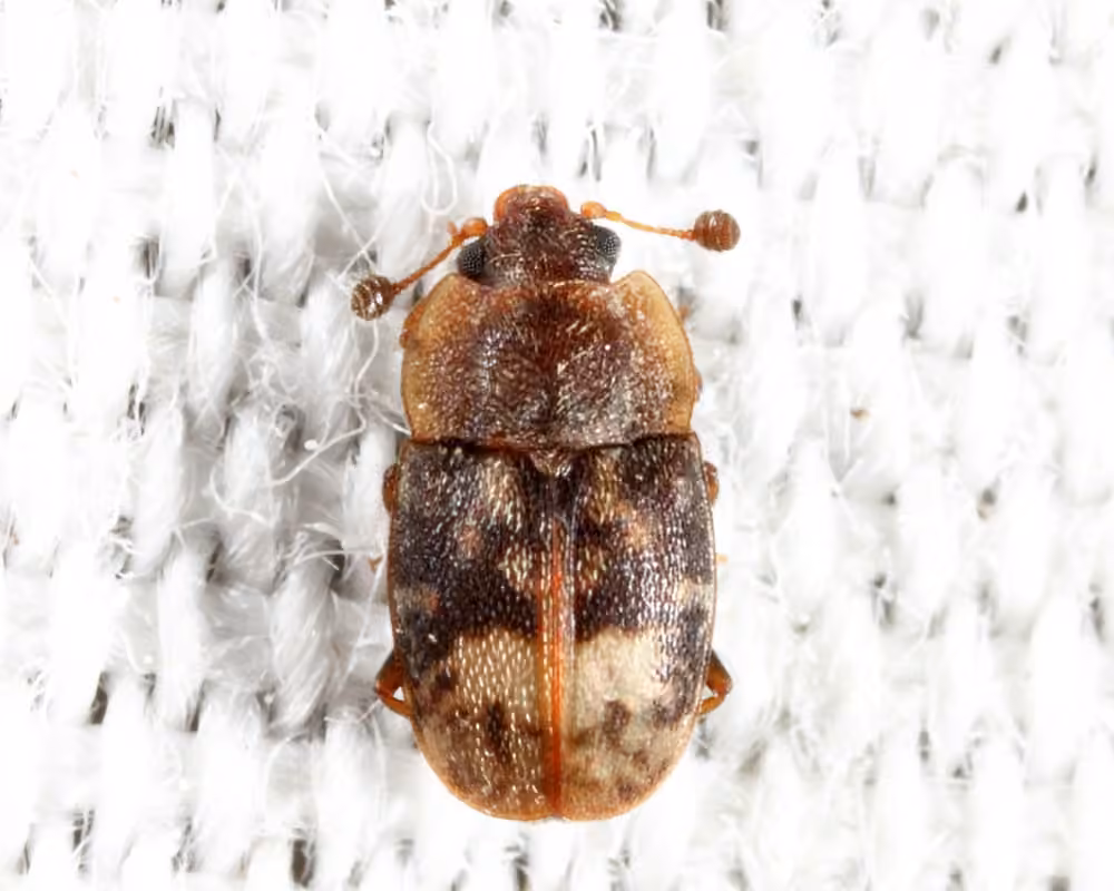 Northern Sap Beetle, photo 2 of 5