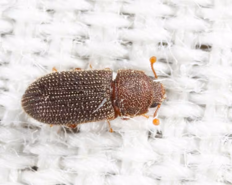 Zophère fuligineux, Adulte