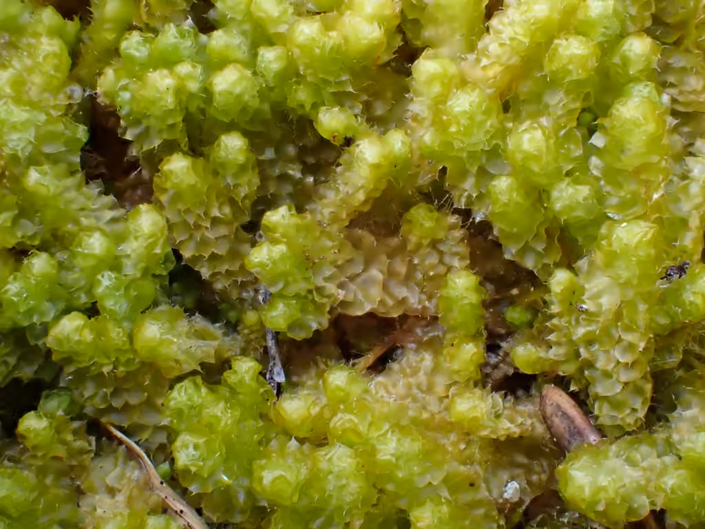 Greater Pawwort, photo 1 of 5