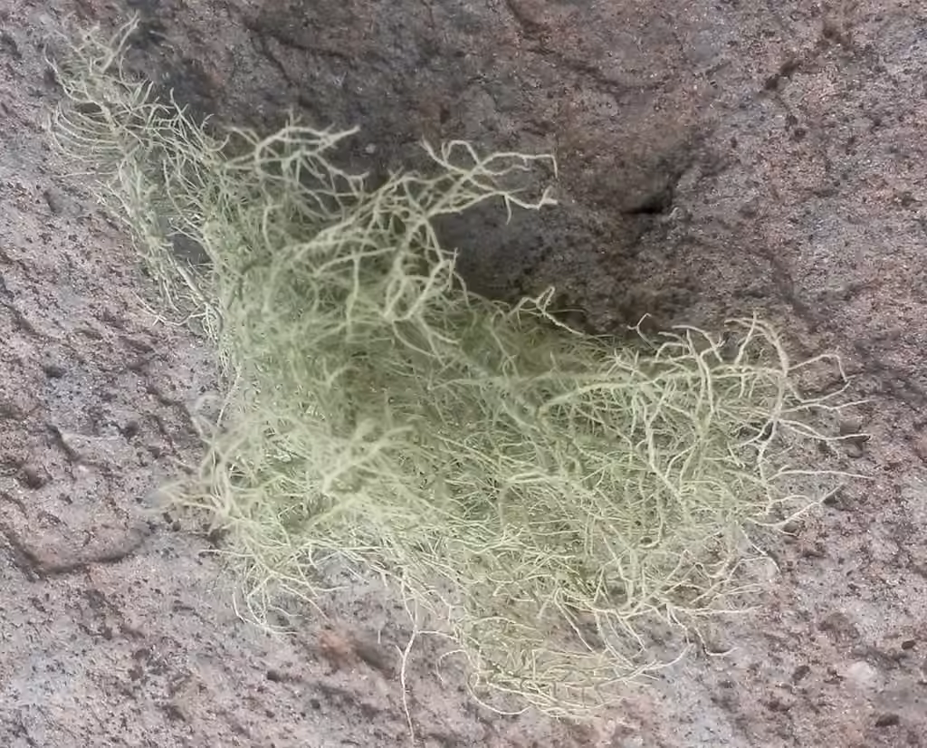 Straw Beard Lichen, photo 3 of 5