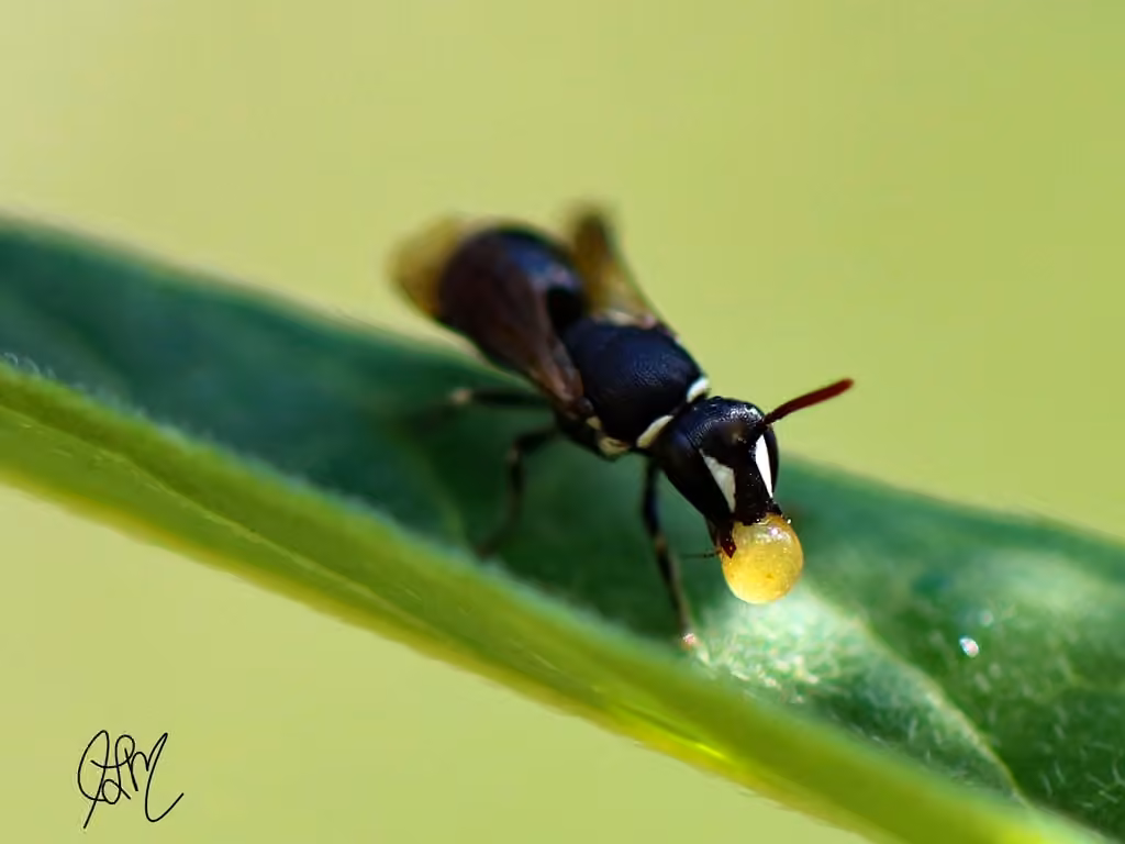 Slender-faced Masked Bee, Female