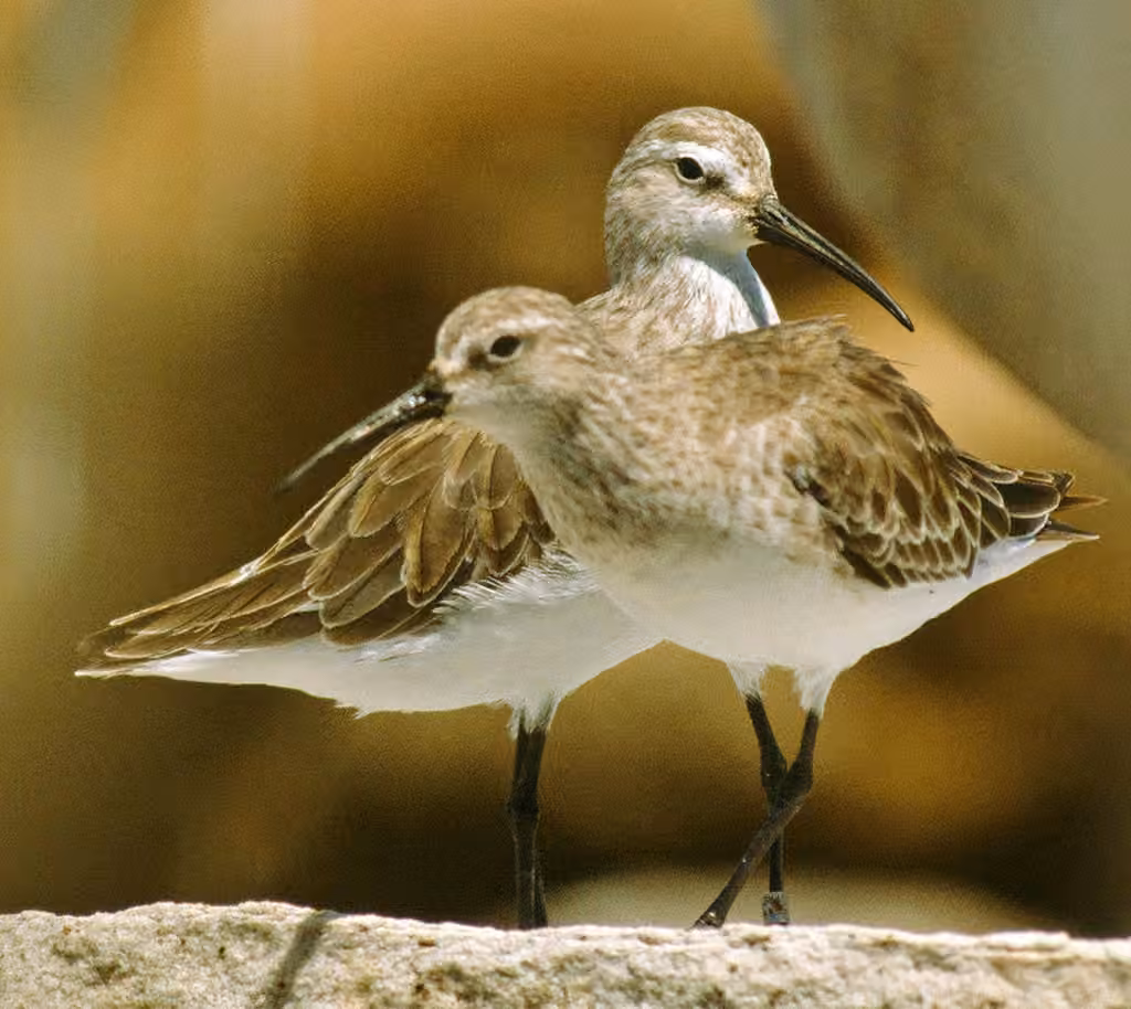 Curlew Sandpiper, photo 2 of 5