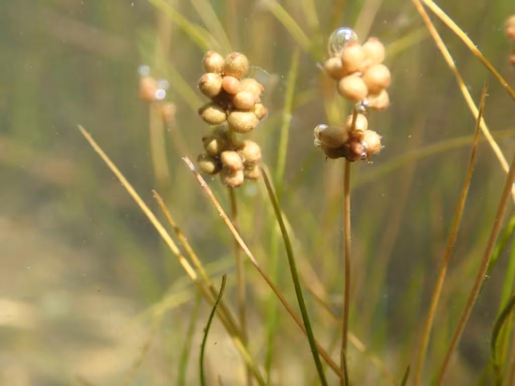 Potamot filiforme, photo 3 sur 5