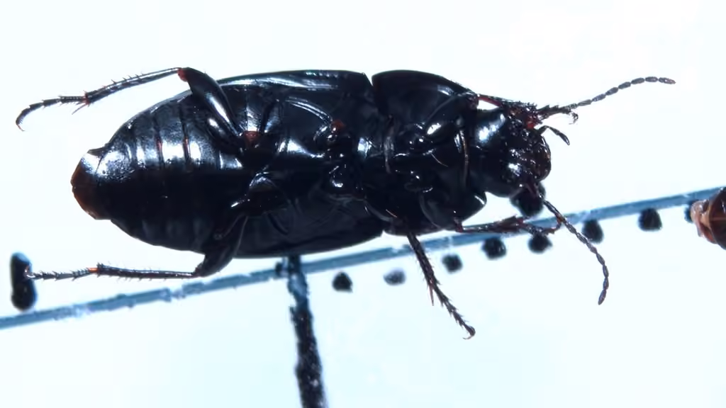 Mesophile Sunshiner, photo 2 of 5