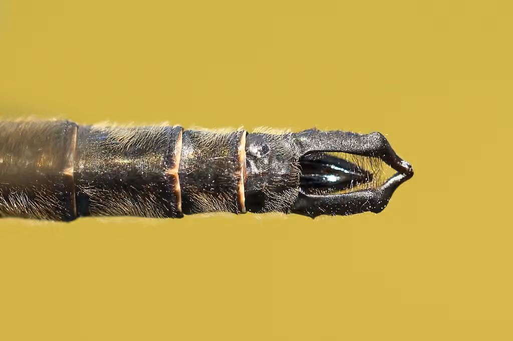Cordulie de Robert, Mâle