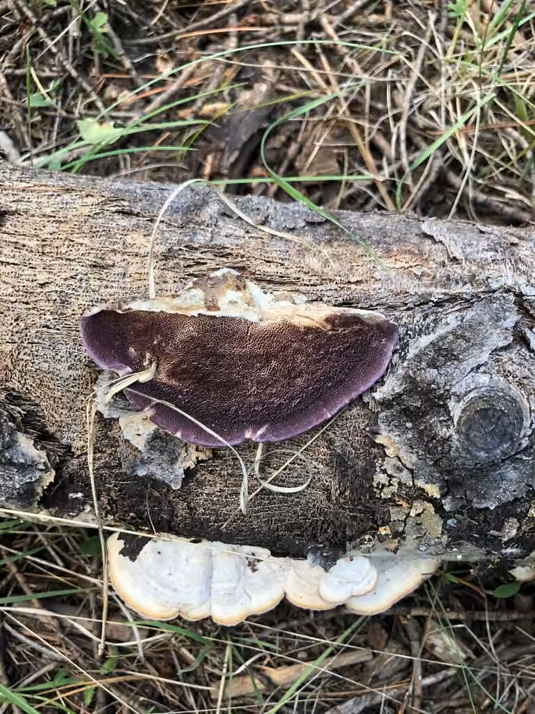 Trichaptum subchartaceum