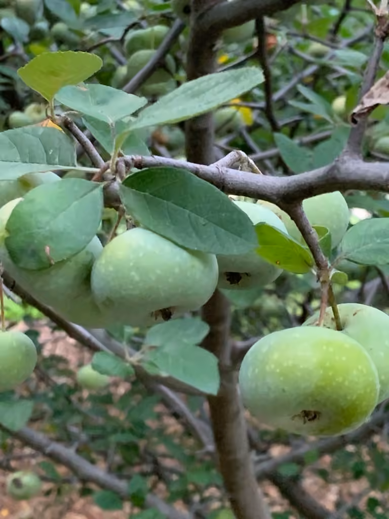 Pommetier austral, En fruits