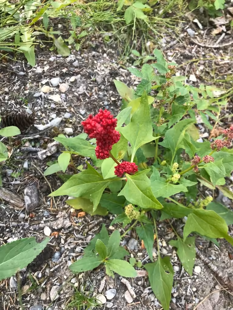 Chénopode capité, En fleurs