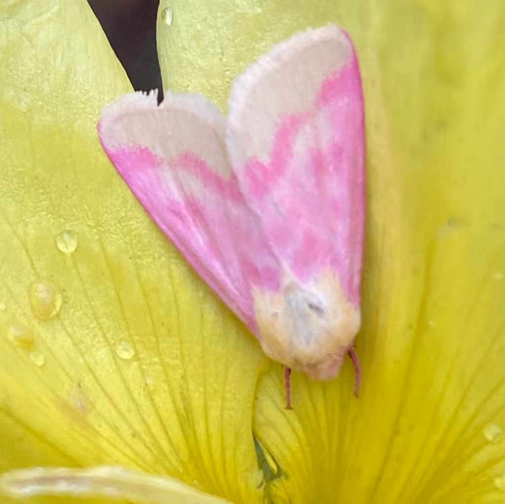 Primrose Moth