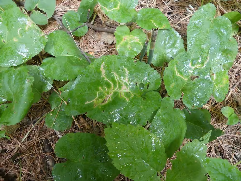 Scrobipalpula manierreorum, Galle
