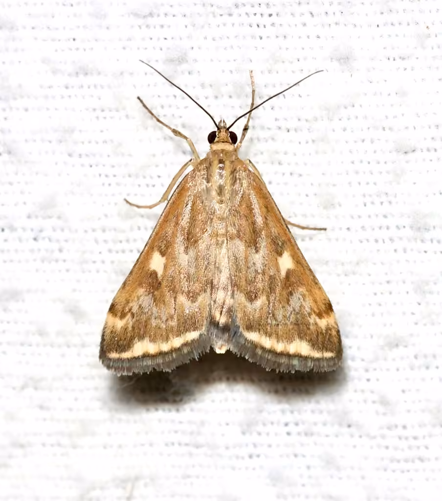 Nearctic Beet Webworm