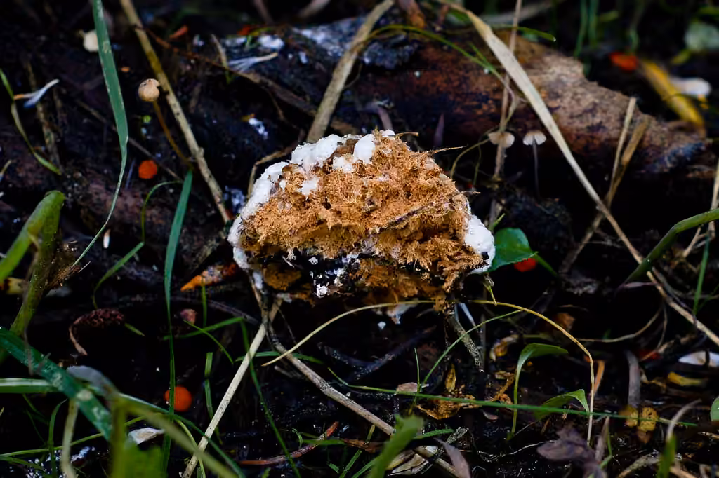 Polypore en coussinet, photo 3 sur 5