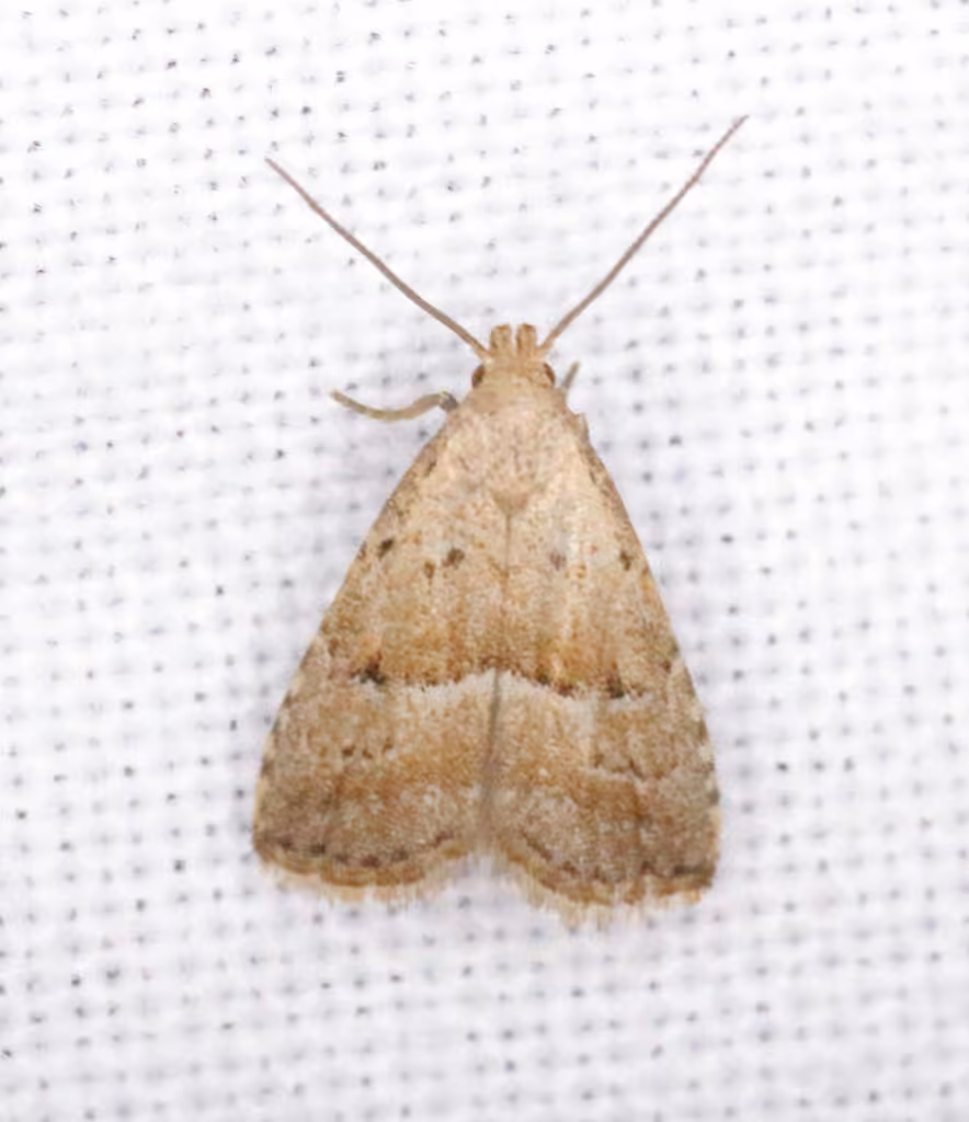 Broken-lined Hypenodes Moth, Adulte