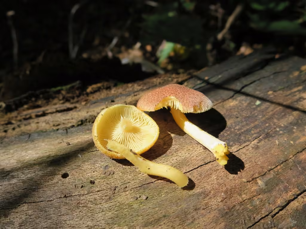 Tricholome flammette, photo 3 sur 5
