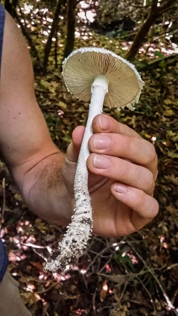 Gunpowder Amanita, photo 2 of 5