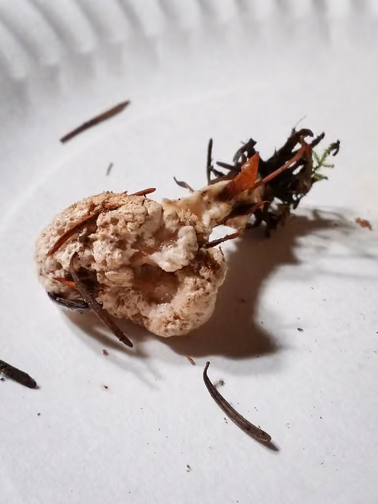 Polypore en coussinet, photo 2 sur 5