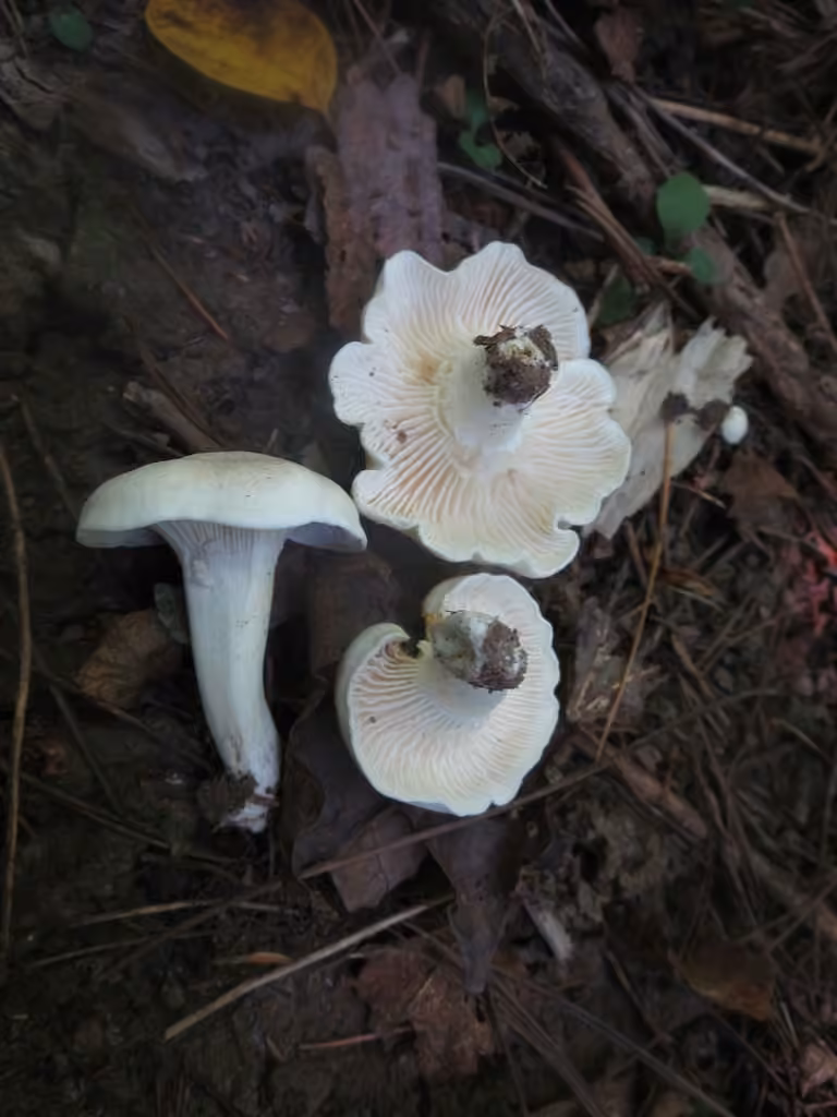 Hygrophore à lames étroites, photo 1 sur 5