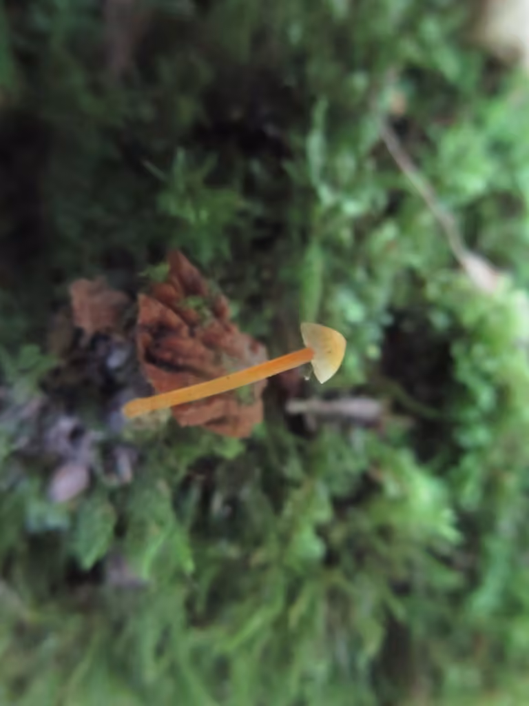 Walnut Mycena, photo 2 sur 5