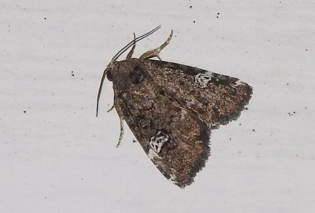 Gray Marvel Moth, photo 1 sur 5