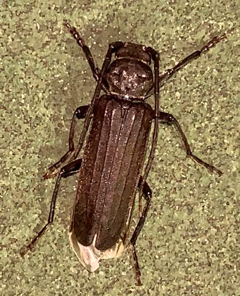 Pitted Longhorn Beetle, photo 1 of 5