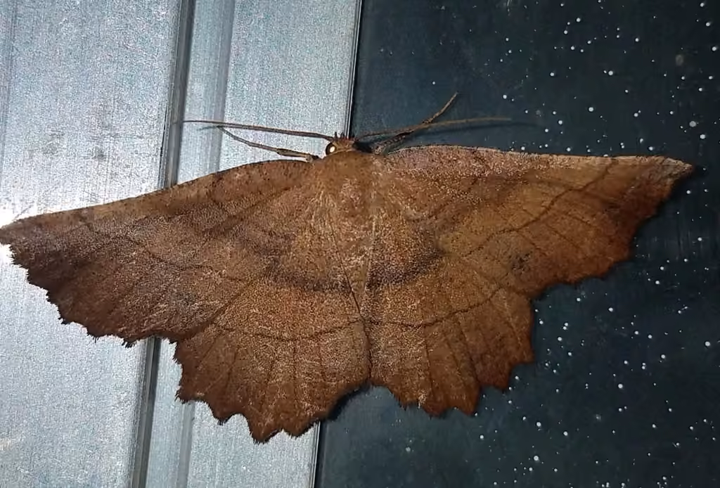 Johnson's Euchlaena Moth, Adult