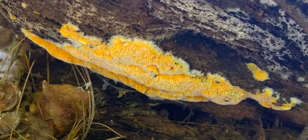 Fibroporia radiculosa