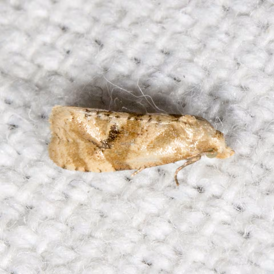 Gynnidomorpha romonana, Adulte
