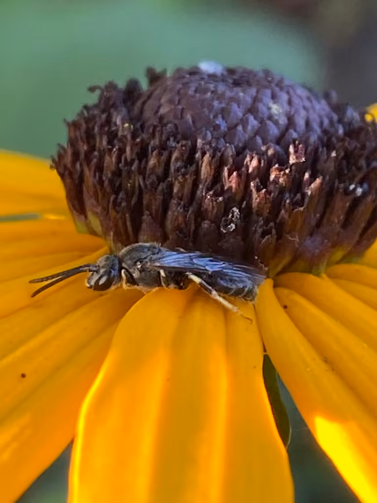 Evening Primrose Sweat Bee, Male