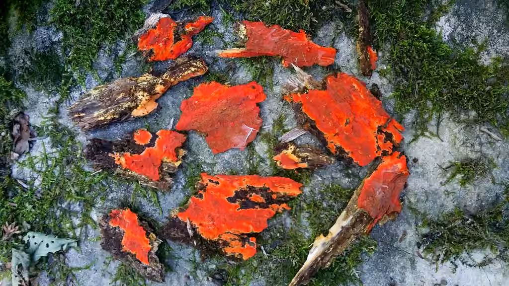 Scarlet waxcrust