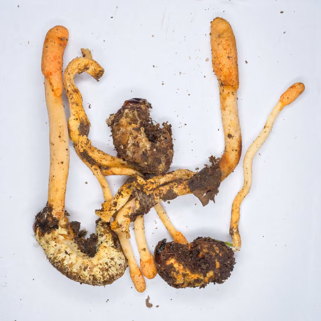 Cordyceps des mélolonthides, photo 2 of 5