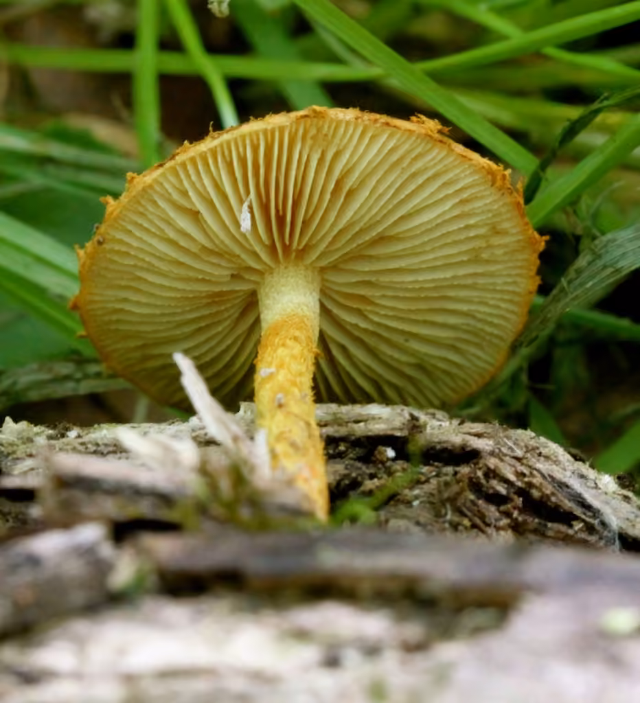 Pholiote hérissée