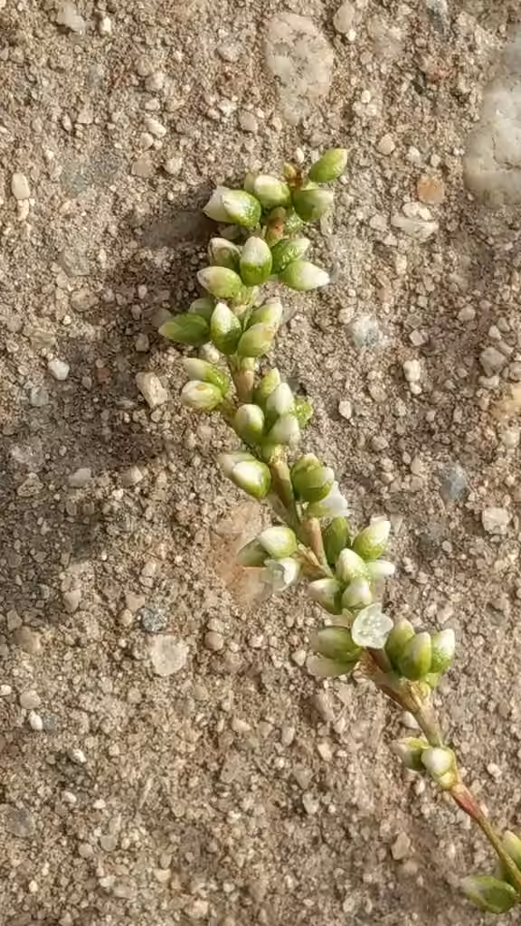 Stout smartweed, In flower