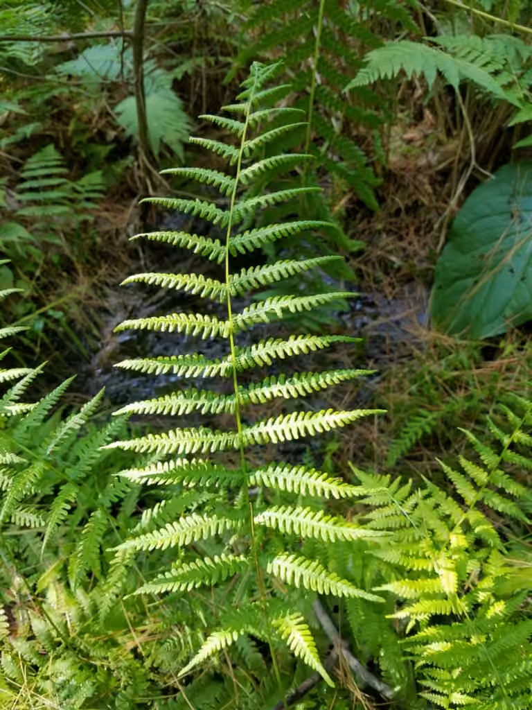 Dodge's shield fern, photo 2 of 5