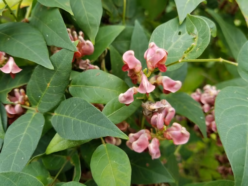 Apios d'Amérique, En fleurs