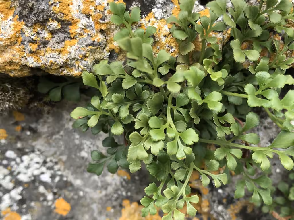 Doradille des murailles
