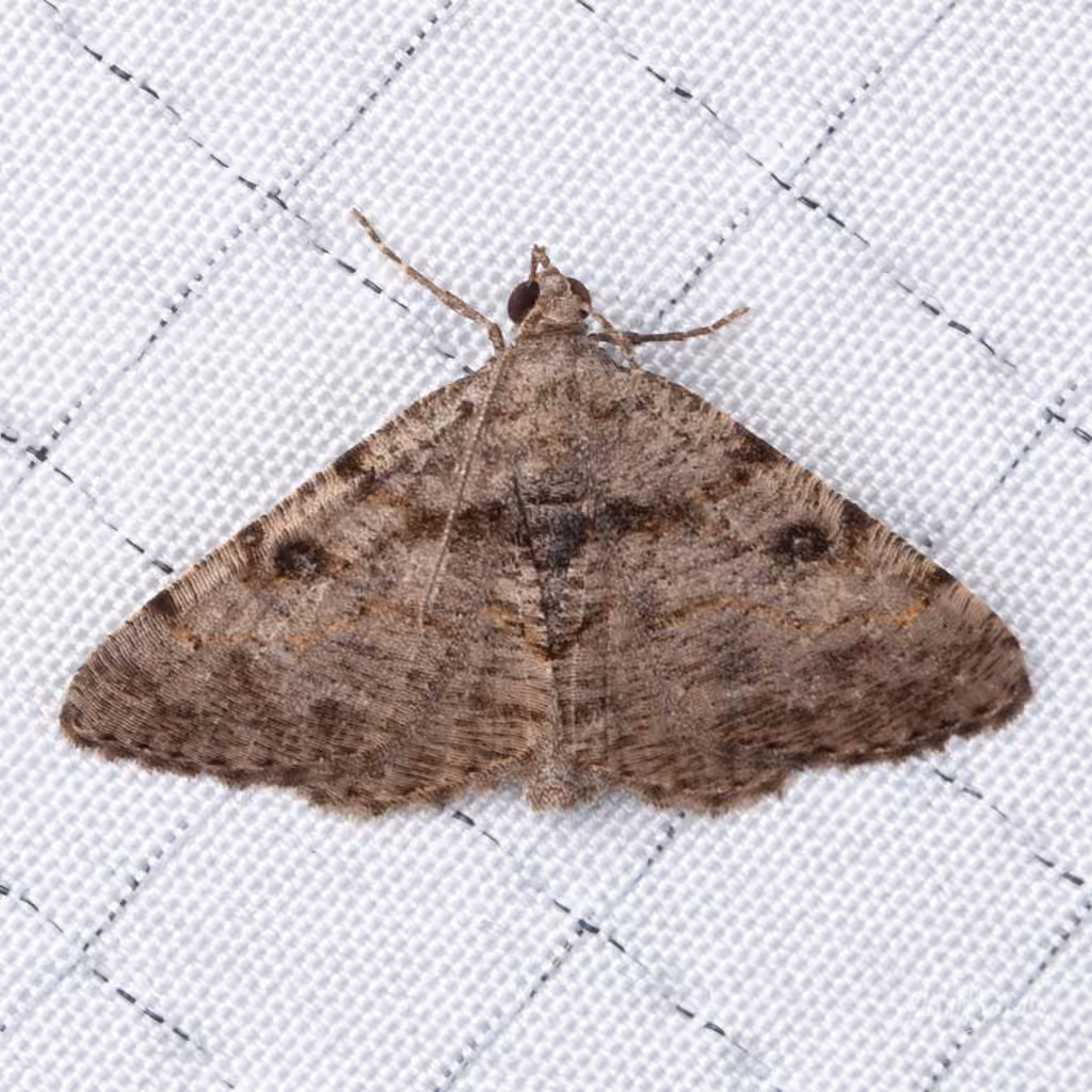 Hollow-spotted Angle, Adulte