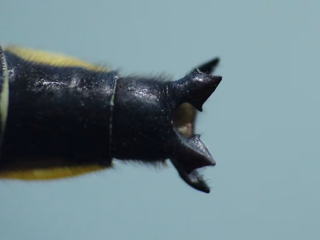 Beaverpond Clubtail, Male