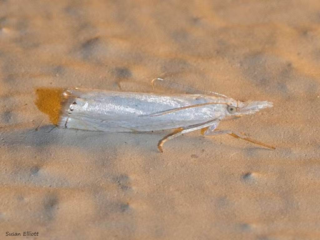 Small White Grass-veneer, photo 3 of 5