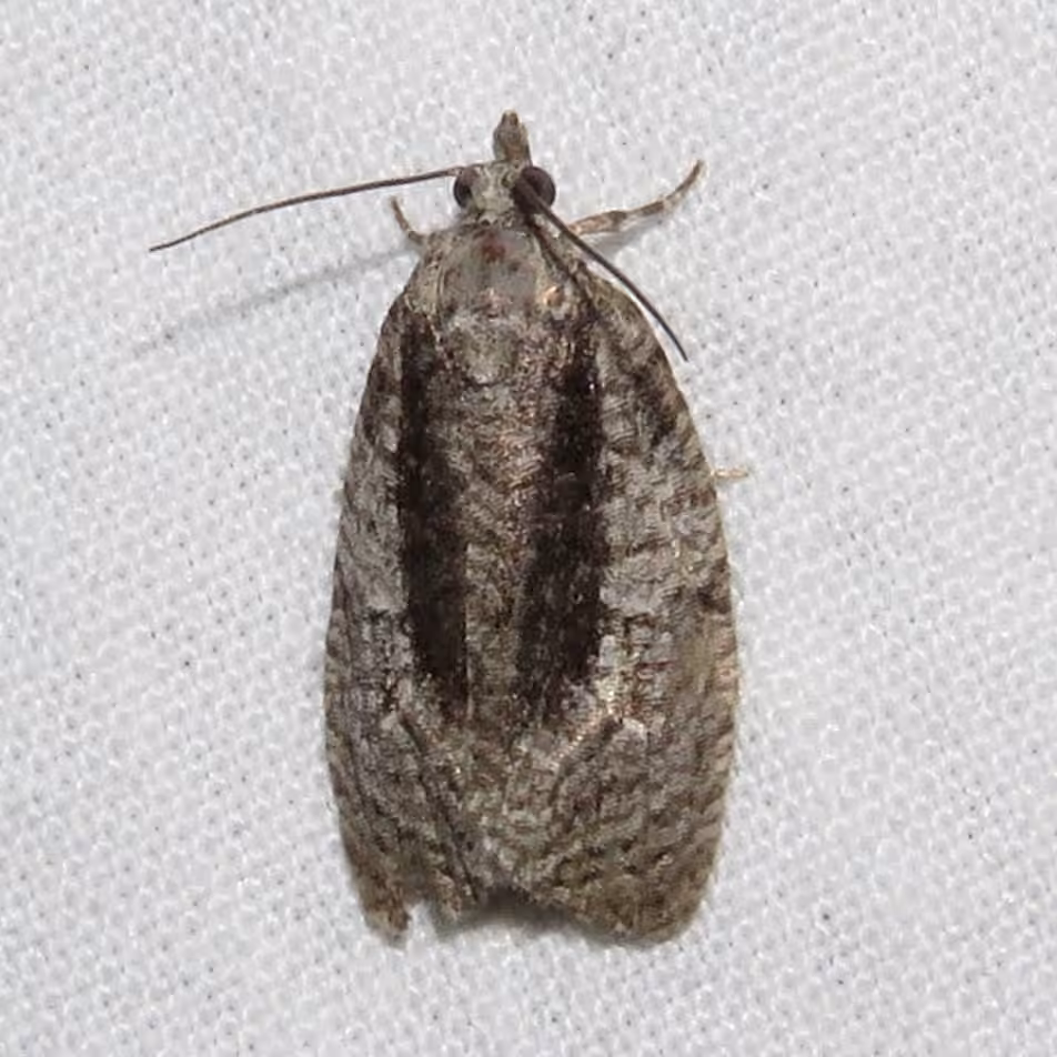 Green Aspen Leafroller