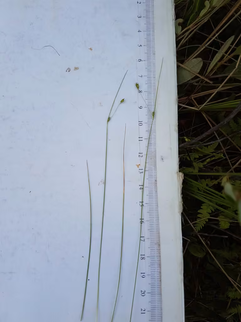 Carex de Billings, photo 3 sur 5