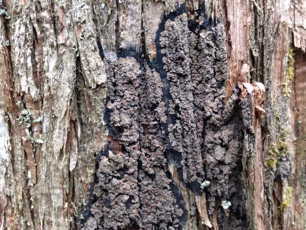 Rimmed Shingle Lichen, photo 2 of 5