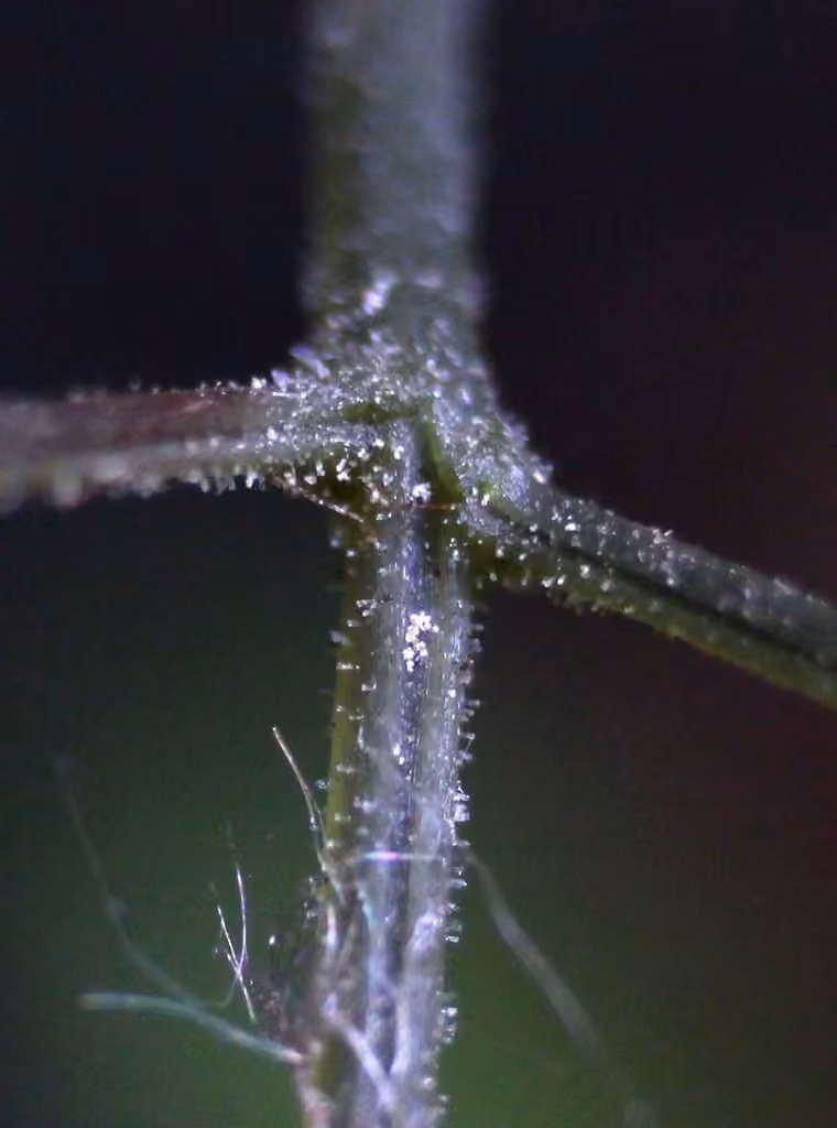 Asian oak fern, photo 2 of 5