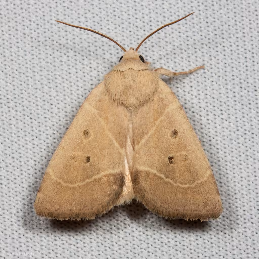 American Dun-bar Moth, photo 1 of 5